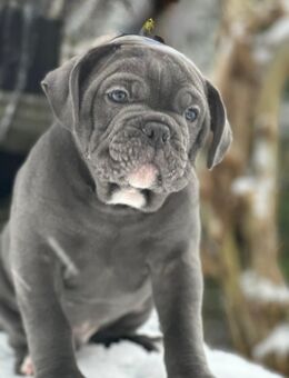 Old english Bulldog Welpen Reinrassig - Südeichsfeld