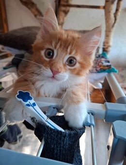 Maine Coon Kitten Katerle - Höchenschwand