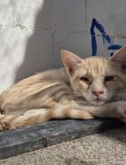 Andrea - Sonnenschein auf 4 Pfoten - Poing