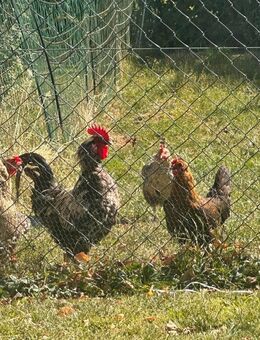 Ruhig und idyllisch gelegener Bauernhof mit Scheune & herrlichem Garten - Schlotheim Zentrum
