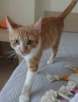 Klay möchte dein bester Freund werden - München