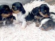 Reinrassige Mini Yorkshire Terrier Black&Tan&Biewer - Münster (Hessen)