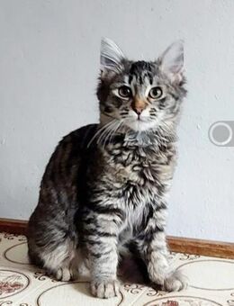 Dolly Freundliches Tigermädel - Unterföhring