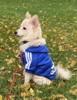 Milky ist ein vielseitiger Hund - Chemnitz