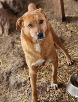 Nanachi, wartet schon lange - Bochum