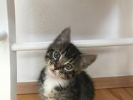 Zwei bezaubernde Bengal-Mix Kitten (weibchen) finden bald ein liebevolles Zuhause - Burglengenfeld