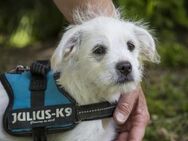 Mikro, kleiner Lausbub sucht Zuhause - Puchheim