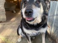 ❣️ Wunderbarer Bobby sucht Gnadenplatz❣️ - Eislingen (Fils)