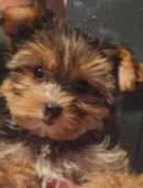 Yorkshire Terrier Welpen in den Farben Blue and tan, Golden Dust und Biewer – Nähe Dresden in 01900