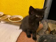 Kitten, Kätzchen zu verkaufen - Homberg (Efze)