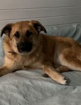 Herzenshündin Judy❤️sucht Zuhause - Rott (Inn)