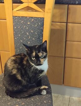 Einzigartige, eher kleine Glückskatze (mehrfarbig) ❤️❤️❤️ - Südlohn