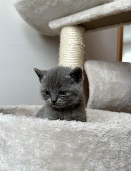 BKH Katzenbabys - Gummersbach