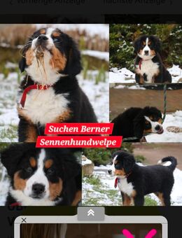 Suche Berner Sennenhund-Welpe - Mertendorf (Sachsen-Anhalt)