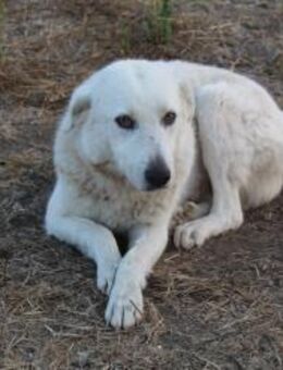 Snowwhiteß Zurückhaltender Engel - Eixen