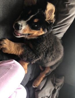 Berner Sennenhund Welpin – 4,5 Monate jung – verspielt & kinderlieb - Augsburg