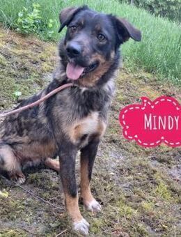 Mindy braucht ihre Menschen - Flörsheim-Dalsheim