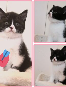 BKH, Britisch Kurzhaar, Kitten, reinrassig, Bicolor, Black White - Wernigerode
