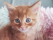 Maincoon -Kitten suchen ein neues Zuhause - Mühldorf (Inn) Zentrum