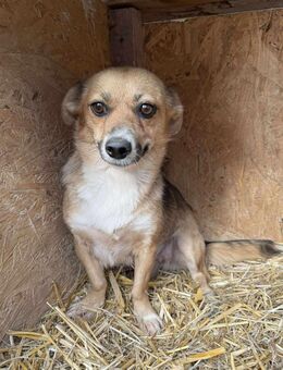 PEPITA 🐾❤️ unsere kleine Maus - Eichendorf
