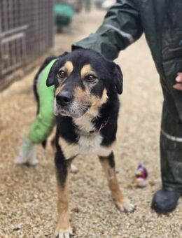 Kacska VA - Sanfter Kämpfer - Neustadt (Rübenberge)