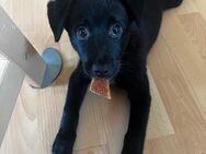 Schipperke-Labrador/Beagle Mix Welpe - Sankt Ingbert