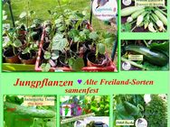 ♥ BIO Pflanzen Gurken,Zucchini,Erdbeerspinat,Edelstein Mais,Erdbeere,Kohl,Ostfriesiche Palme,Inka Gurke, Verbene - Hamburg