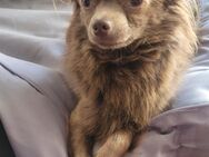2 Reinrassige Chihuahua Rüden zum decken - Saarbrücken Zentrum
