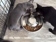 Französische Bulldoggen Hündin 12 Wochen alt . - Detmold