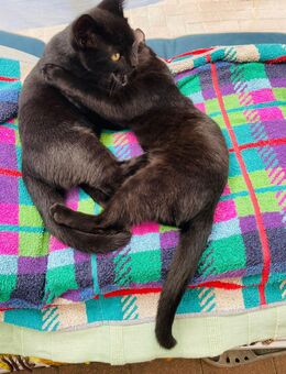 Kitten, Katze, Katzenbabys suchen liebevolle Eltern - Hamburg