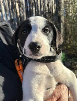 Welpe LUI sucht ein liebevolles Zuhause - Landau (Pfalz)