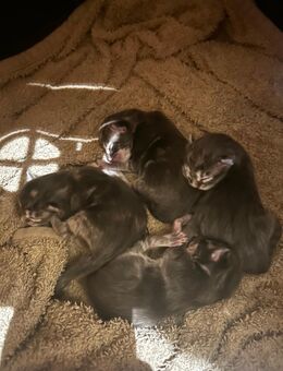 Main Coon Babys abzugeben - München