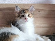 Maine Coon Kitten - Zwönitz