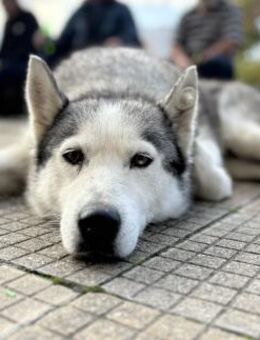 Kaja - Sanftmütige Hündin sucht Zuhause - Berlin