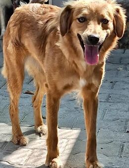 WENKE - wunderschön und sportlich - Weilheim (Oberbayern)