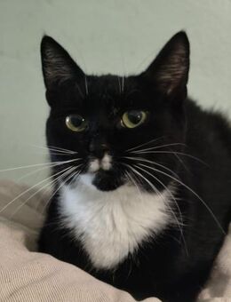 Frezja - einjährige Katze - Hochheim (Main)