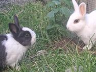 hübsche kleine Kaninchen Zwergkaninchen Löwenköpfchen Farbzwerge Zwergwidder geimpft - Neustadt (Sachsen) Hohwald