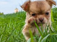 Chihuahua Welpe mit Ahnentafel - Schmelz