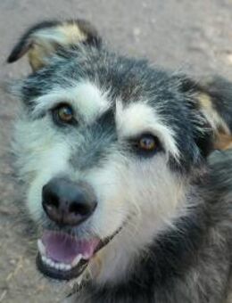 Joker - verschmuster Herzenshund - Kallmünz