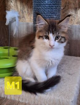 Mainecoon kitten - Tauberbischofsheim Zentrum