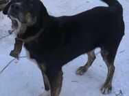 ♡Bobcho♡ - Der große Hundemann - Alfeld (Leine)