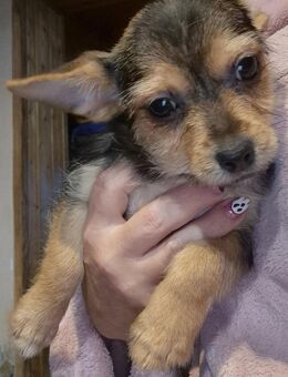 Dorka🌸 Kleine Yorki-Chihuahua Prinzessi - Kassel