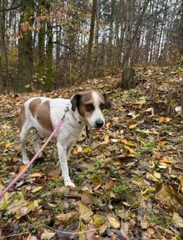 Csiri möchte noch viel erleben - Nordwalde