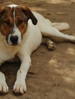 Romeo - vom Findling zum Herzenshund - Mettmann