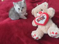 BKH Kitten Katzen Babys - Unna