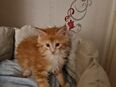 Zwei Maine Coon Kitten suchen noch... in 01623