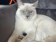 Deckkater Siam Lilac Point in 76709