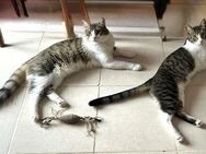 Frankie und Baleo aus dem Tierschutz - Grevenbroich