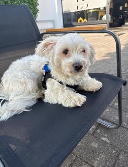Malteser Hund - Rödermark