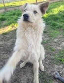 Iggy hübscher junger Rüde - Hüllhorst